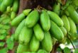 Manfaat Belimbing Wuluh untuk Kesehatan yang Harus Anda Ketahui