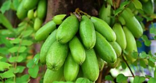 Manfaat Belimbing Wuluh untuk Kesehatan yang Harus Anda Ketahui